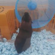 Hamster Viggi <3 |bebs|