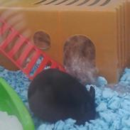 Hamster Viggi <3 |bebs|