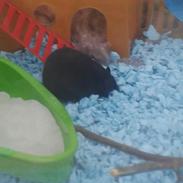 Hamster Viggi <3 |bebs|