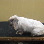 Kanin Chokolade *Choko* | Majas kanin |