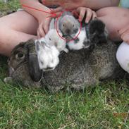 Kanin Chokolade *Choko* | Majas kanin |