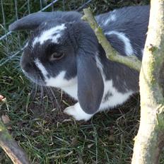 Kanin Funny's Lakio Look alike a Moviestar