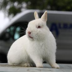 Kanin Sne (snemand) *hermelin*