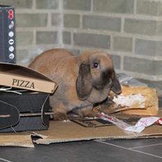 Kanin Cathrine Zeta Jones "Zeta"