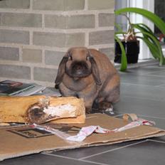 Kanin Cathrine Zeta Jones "Zeta"