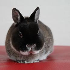 Kanin Kildebjergs Nintendo "Nintendo"