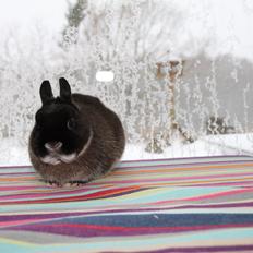 Kanin Kildebjergs Nintendo "Nintendo"