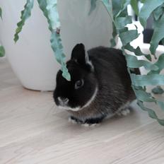 Kanin Kildebjergs Nintendo "Nintendo"