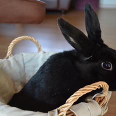 Kanin Nikki Ebony † 10/09-13 †