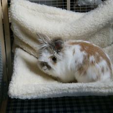 Kanin Maboha's Amilo