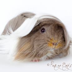 Marsvin Finessa vom Rosengarten