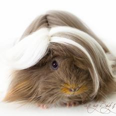 Marsvin Finessa vom Rosengarten