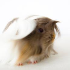 Marsvin Finessa vom Rosengarten