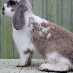 Kanin Dolls James Bond