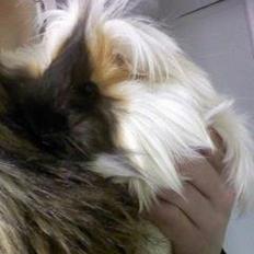 Marsvin *Dexter* (aflivet)