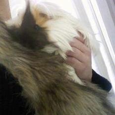 Marsvin *Dexter* (aflivet)