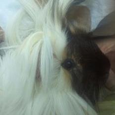 Marsvin *Dexter* (aflivet)