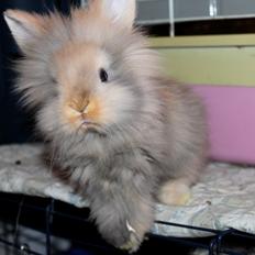 Kanin | Tigerdyret Zoey