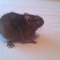 Degu Vuffer - RIP