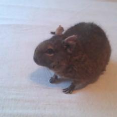 Degu Vuffer - RIP