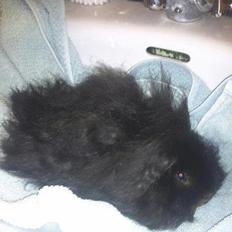 Marsvin * Sorte Per* (død)