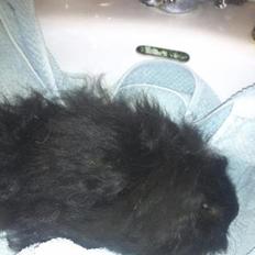 Marsvin * Sorte Per* (død)