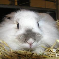 Kanin Plet •Dele kanin•