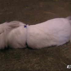 Kanin Plet •Dele kanin•