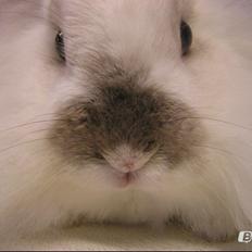 Kanin Plet •Dele kanin•