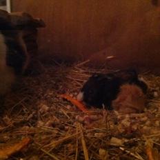 Marsvin Søndergaards Coco Channel