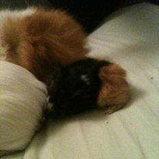 Marsvin Søndergaards Coco Channel