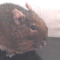Degu Vuffer - RIP