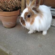 Kanin Søbakkegård´s Fidolina <3