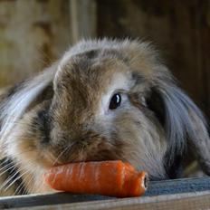 Kanin Milkas Seth Brady