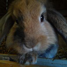 Kanin Milkas Seth Brady