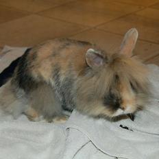 Kanin Misty *endnu en stjerne i himlen:'( *