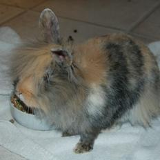 Kanin Misty *endnu en stjerne i himlen:'( *