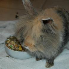 Kanin Misty *endnu en stjerne i himlen:'( *