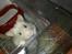 Hamster Prop <3 - Nuddi ♥