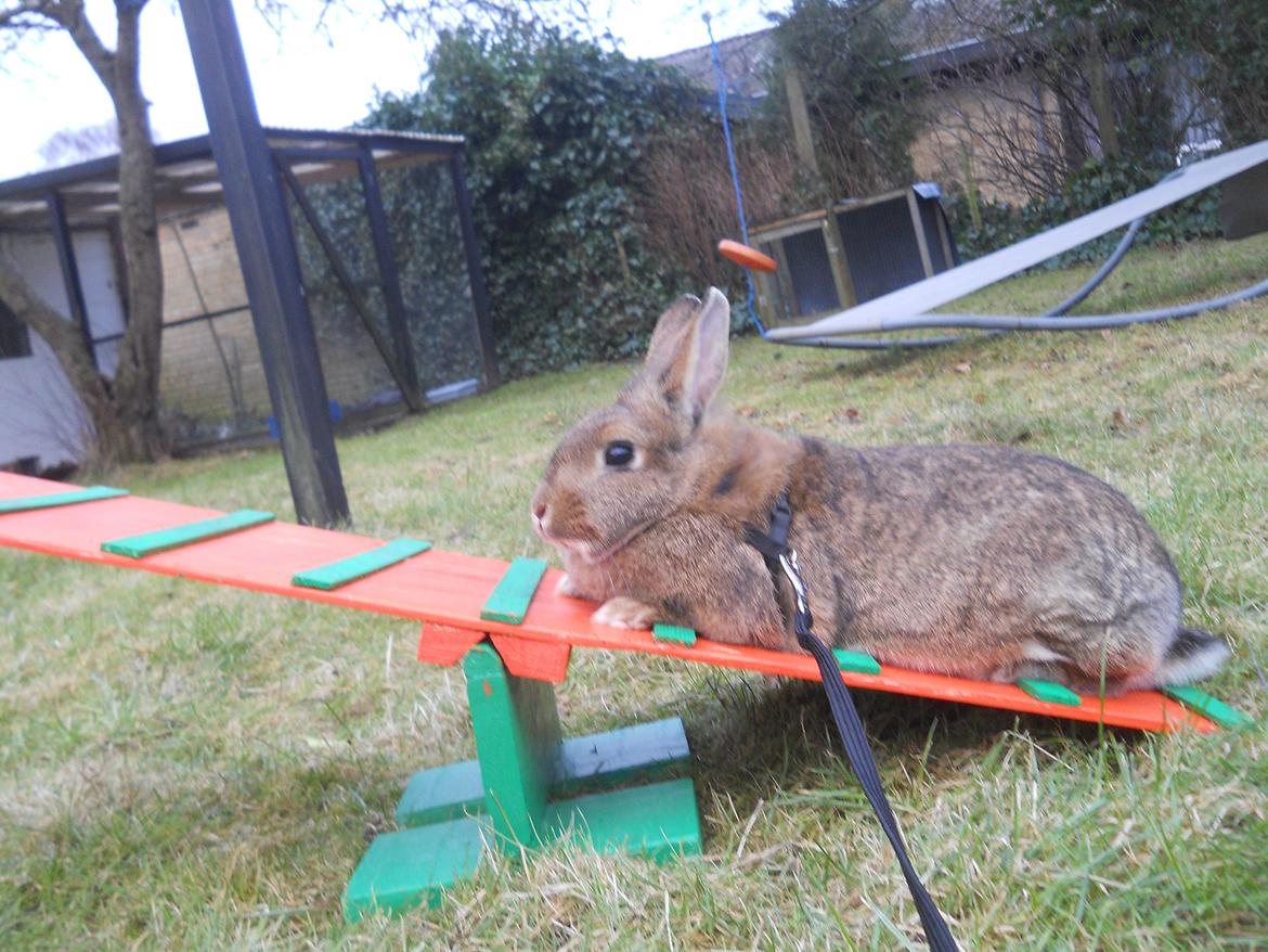 Kanin Paladset's Nuzzer billede 12