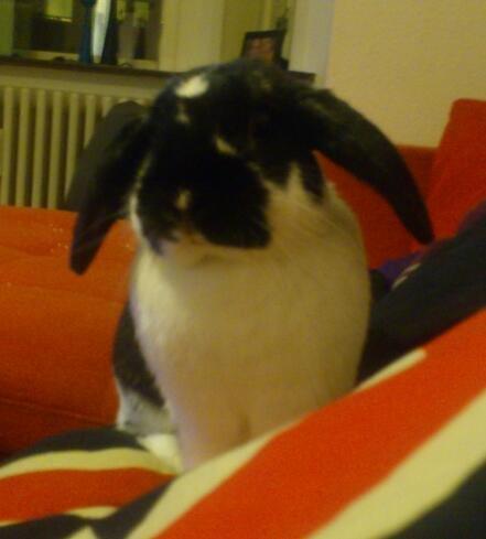 Kanin Bastian billede 7