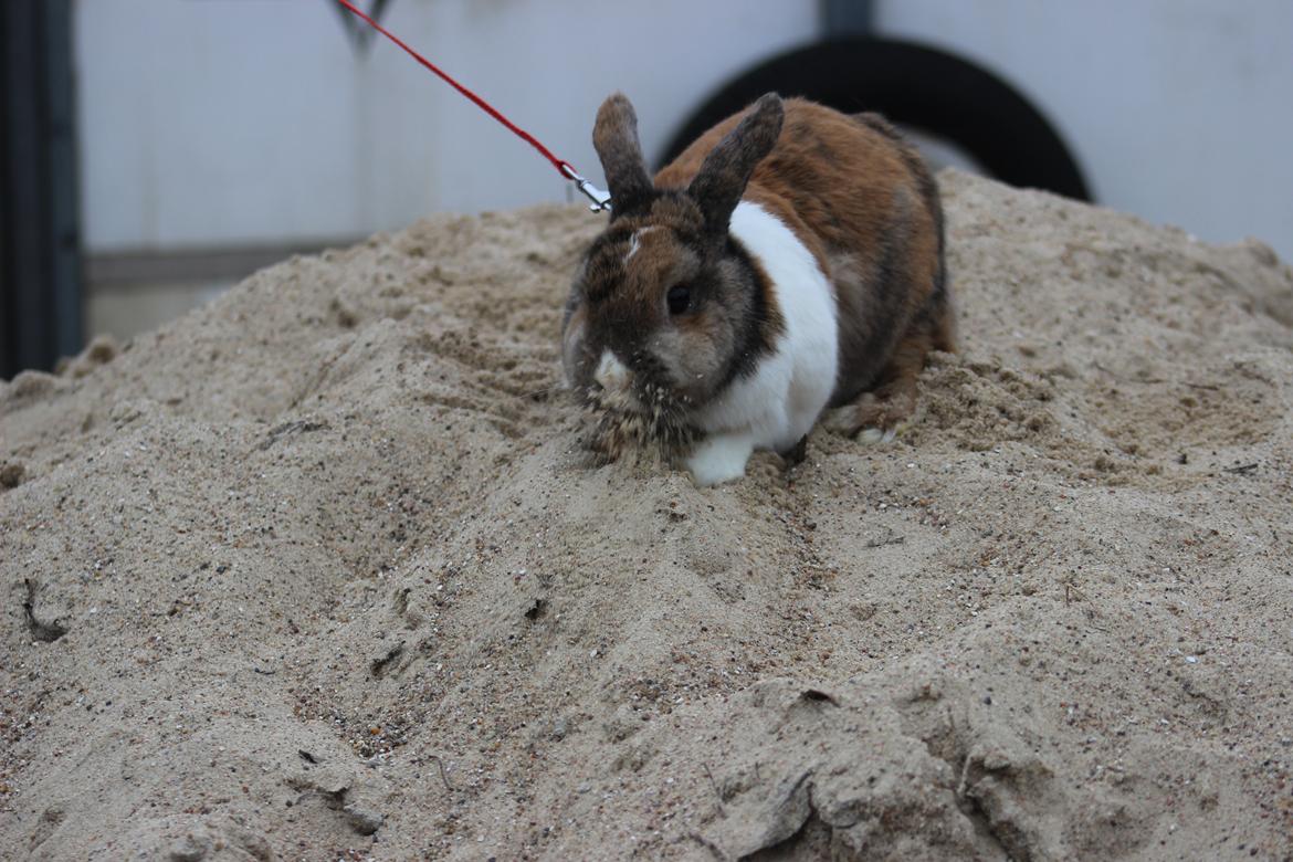 Kanin Martha Sofus billede 15