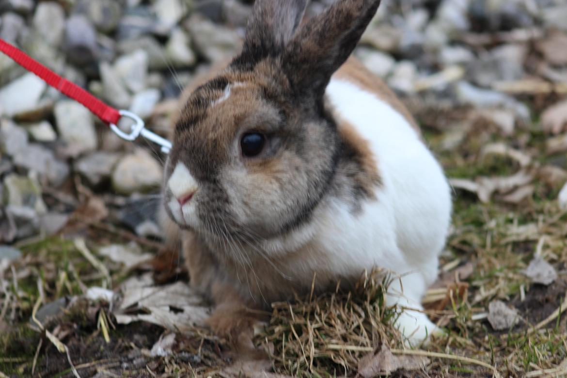 Kanin Martha Sofus billede 16