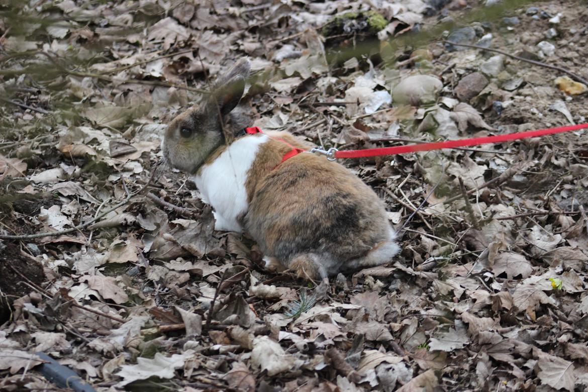 Kanin Martha Sofus billede 17