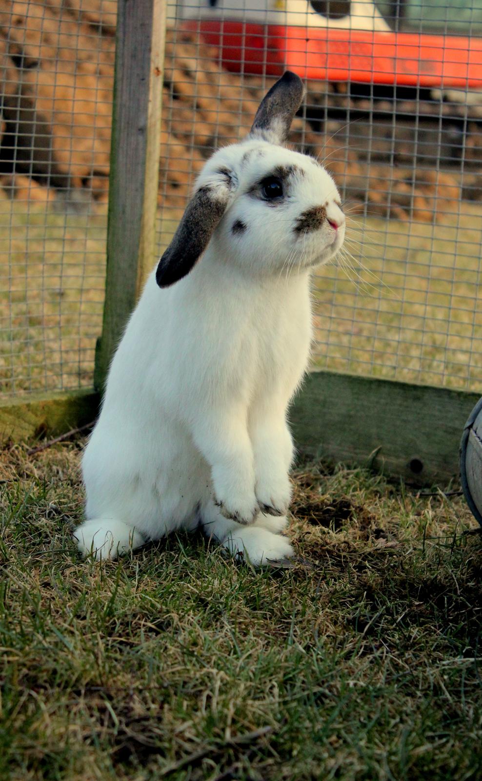 Kanin Winds Giyan - Yan 6 måneder<3 billede 23