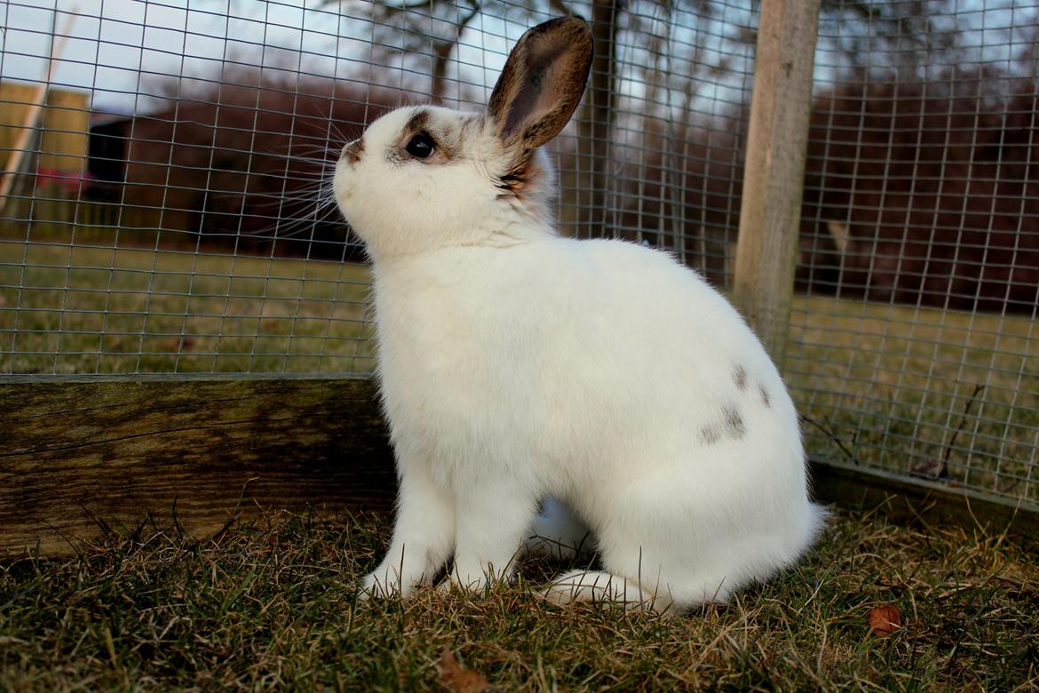 Kanin Winds Giyan - Yan 6 måneder<3 billede 21