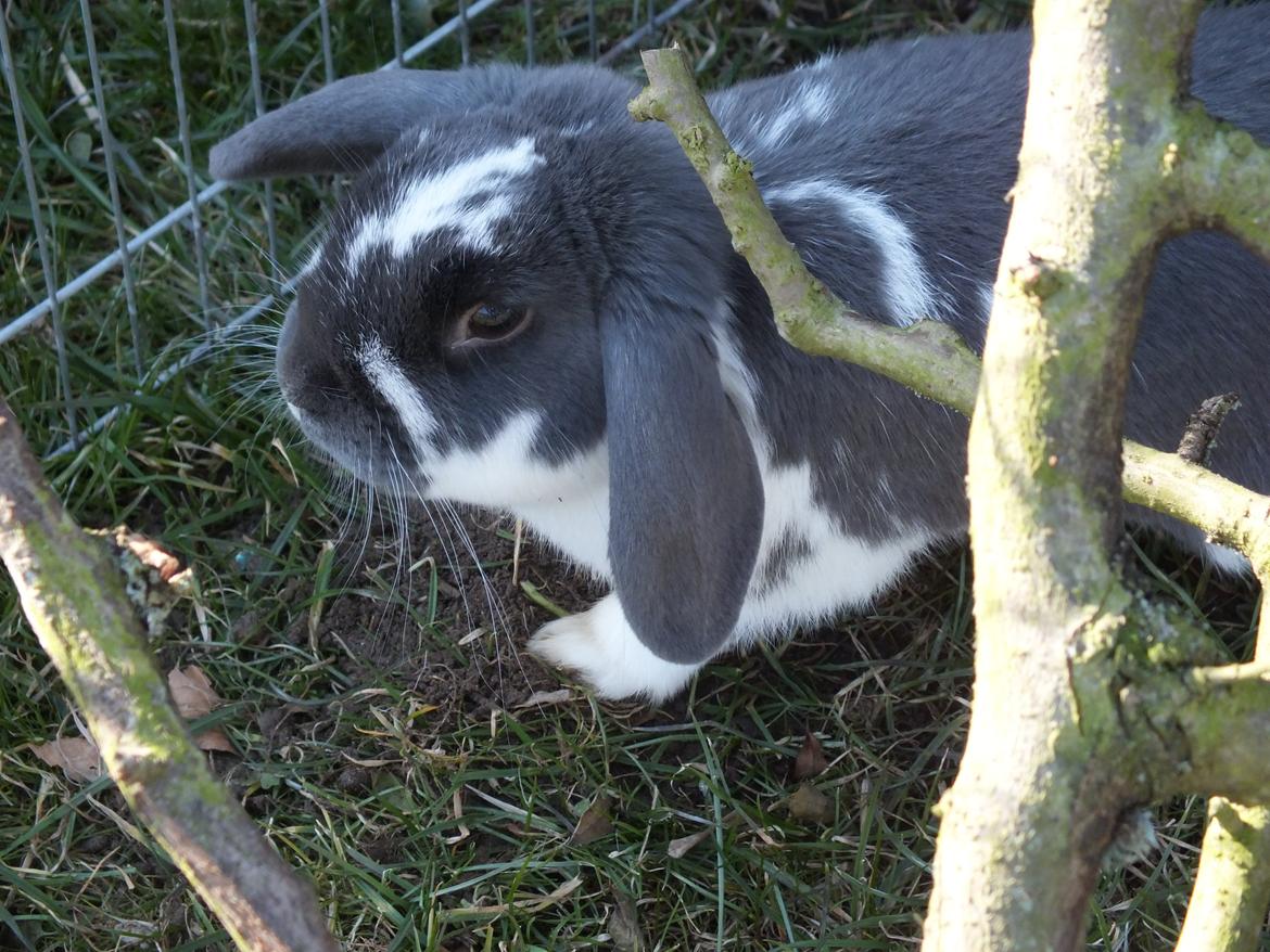 Kanin Funny's Lakio Look alike a Moviestar billede 2