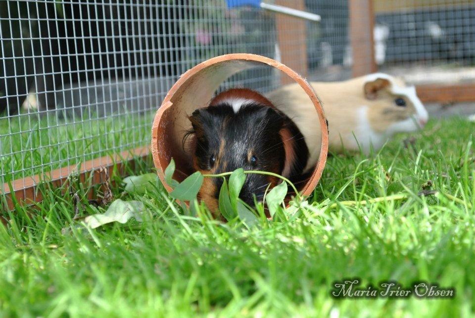 Marsvin Solvej billede 1
