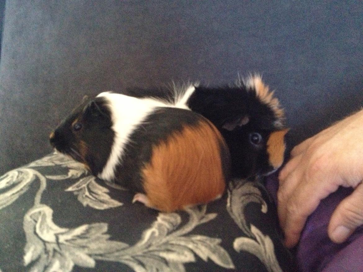 Marsvin Solvej billede 2