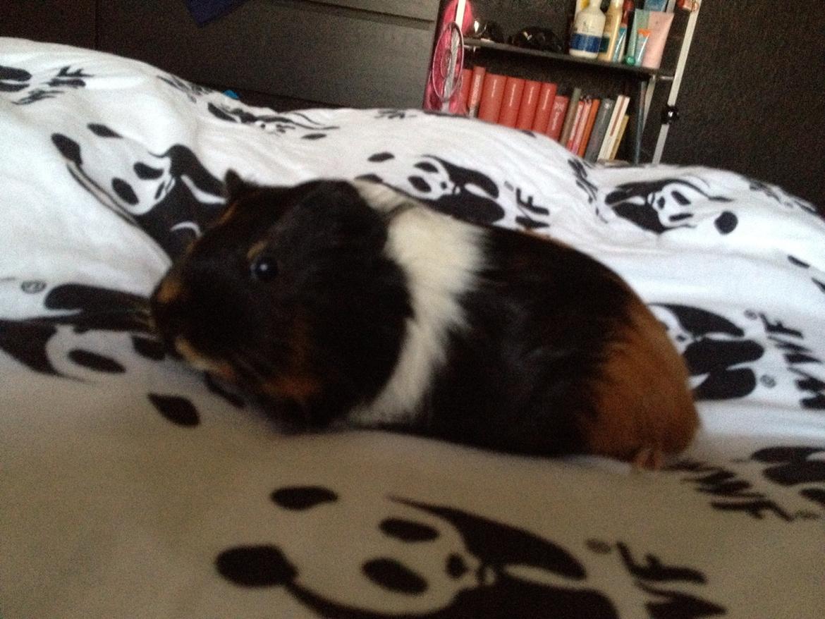 Marsvin Solvej billede 3